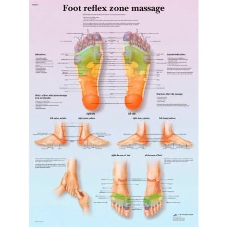 FABRICATION ENTERPRISES 3BÂ Anatomical Chart - Foot Massage, Reflex Zone, Laminated 12-4604L